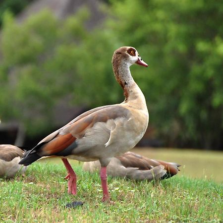 Kruger Park Lodge Unit No. 608A Hazyview Ngoại thất bức ảnh